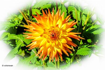 Dahlia-PL Willy Gryson .JPG