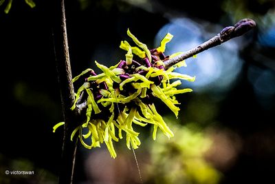 Hamamelis x intermedia 'Primadonna'.JPG