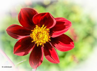 Dahlia- Mexican Black x Cosmos.JPG
