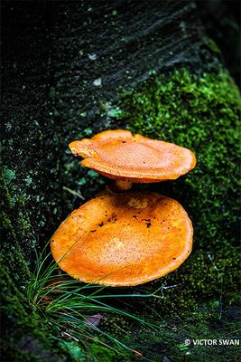 Prachtvlamhoed - Gymnopilus junonius.JPG