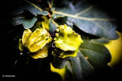 Knoppergalwesp - Andricus quercuscalicis.JPG