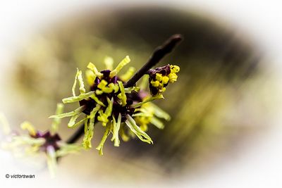 Hamamelis x intermedia 'Primadonna'.JPG