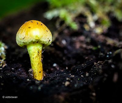 Gewone zwavelkop - Hypholoma fasciculare .JPG