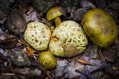 kostgangerboleet Boletus parasiticus.JPG