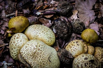 kostgangerboleet Boletus parasiticus.JPG