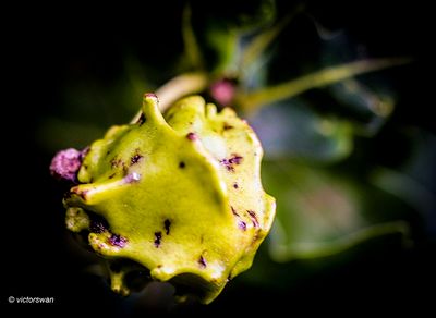 Knoppergalwesp - Andricus quercuscalicis.JPG