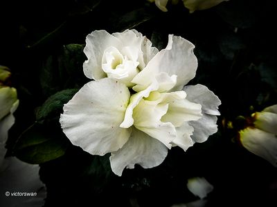 begonia.JPG