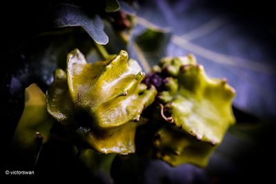 Knoppergalwesp - Andricus quercuscalicis.JPG
