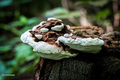 Dikrandtonderzwam - Ganoderma adspersum .JPG