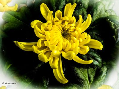 Chrysant.JPG