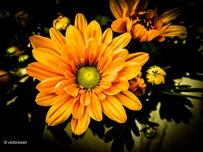 Chrysant.JPG