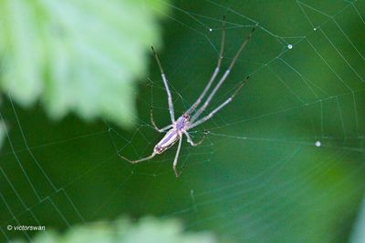 Gewone strekspin - Tetragnatha extensa .JPG