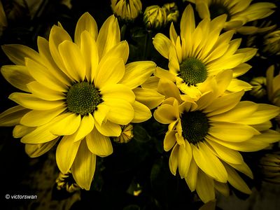 Chrysant.JPG