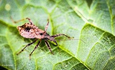 Boomsikkelwants - Himacerus apterus.JPG