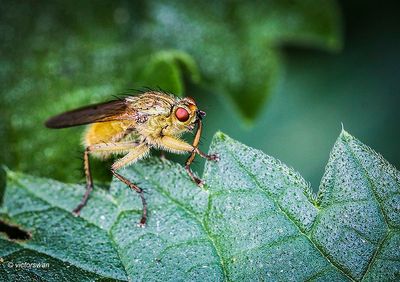 Strontvlieg - Scathophaga stercoraria.JPG