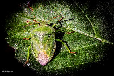 Groene schildwants - Palomena prasina.JPG