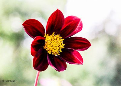 Dahlia- Mexican Black x Cosmos.JPG