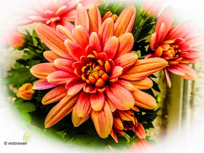 Chrysant.JPG