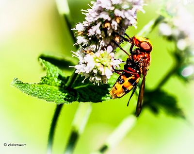 Stadsreus - Volucella zonaria.JPG