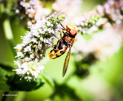 Stadsreus - Volucella zonaria.JPG