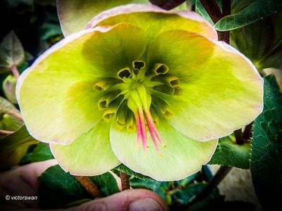 Helleborus.JPG