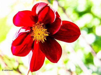 Dahlia- Mexican Black x Cosmos.JPG