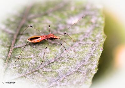 Heksenkruidsteltwants - Metatropis rufescens.JPG