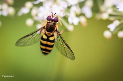 Bessenzweefvlieg - Syrphus ribesii .JPG