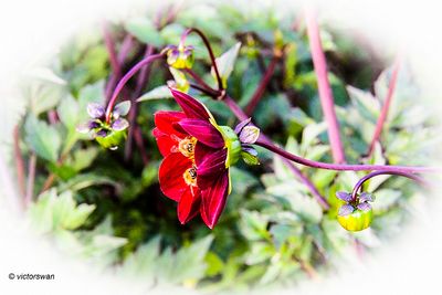 Dahlia- Mexican Black x Cosmos.JPG