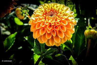 Dahlia- Sylvia.JPG