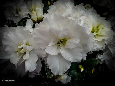 begonia.JPG