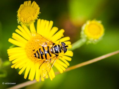 Doodskopzweefvlieg Myathropa florea .JPG