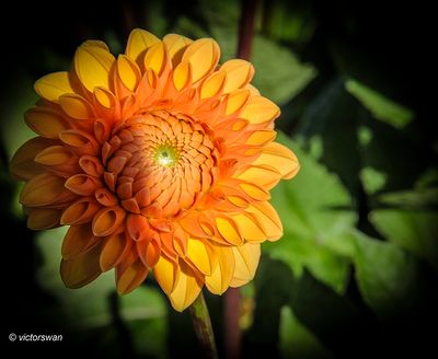 Dahlia- Sylvia.JPG