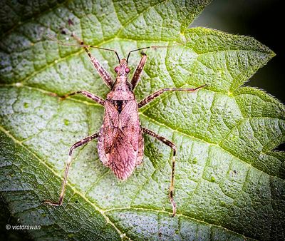 Boomsikkelwants - Himacerus apterus .JPG