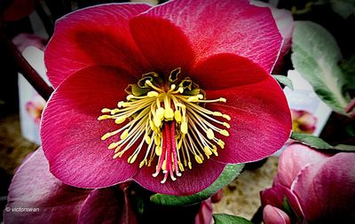 Helleborus.JPG
