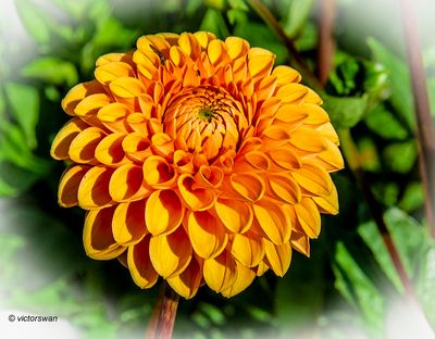 Dahlia- Sylvia.JPG