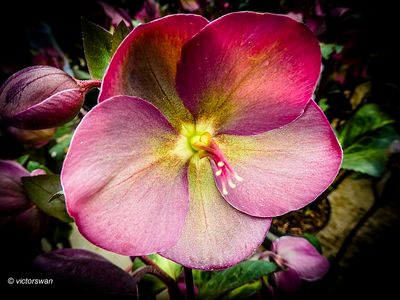 Helleborus.JPG