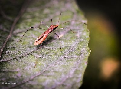 Heksenkruidsteltwants - Metatropis rufescens.JPG