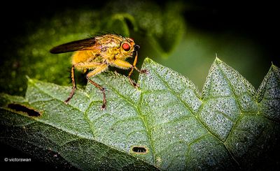 Strontvlieg - Scathophaga stercoraria.JPG