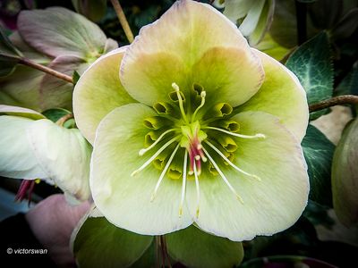 Helleborus.JPG