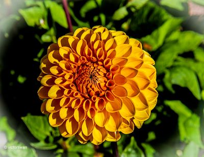 Dahlia- Sylvia.JPG