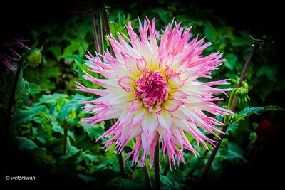 Dahlia-Jennie.JPG