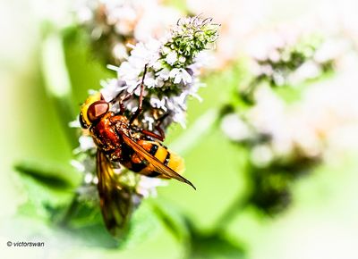 Stadsreus - Volucella zonaria.JPG