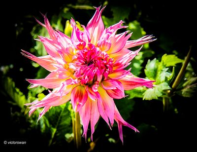 Dahlia-Jennie.JPG