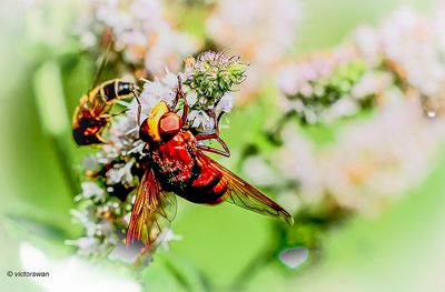 Stadsreus - Volucella zonaria.JPG