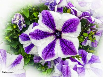 Petunia .JPG