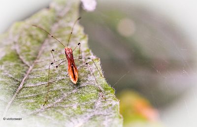 Heksenkruidsteltwants - Metatropis rufescens.JPG