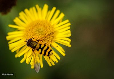 Bessenzweefvlieg - Syrphus ribesii.JPG