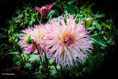 Dahlia-Jennie.JPG