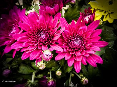 Chrysant.JPG
